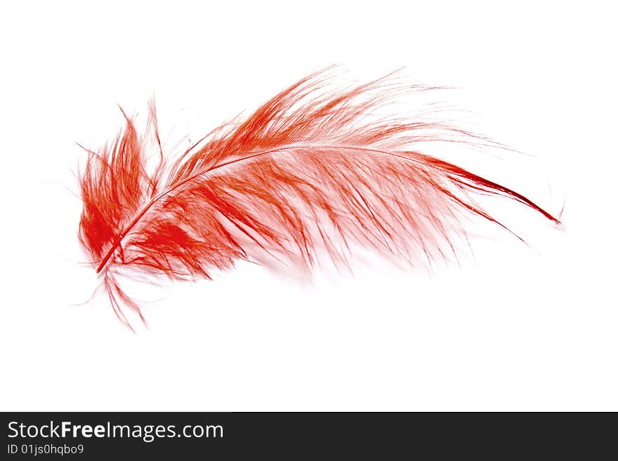 Red feather on white background