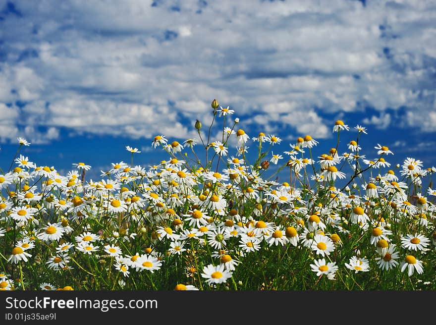 Сhamomile flowers in a meadow in the sunny day. Сhamomile flowers in a meadow in the sunny day