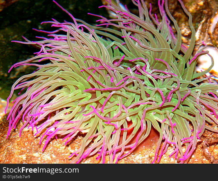 A pink / green anemone spreads its bright and coloured tentacles in the Lisbon Oceanarium in Portugal - Europe. A pink / green anemone spreads its bright and coloured tentacles in the Lisbon Oceanarium in Portugal - Europe.