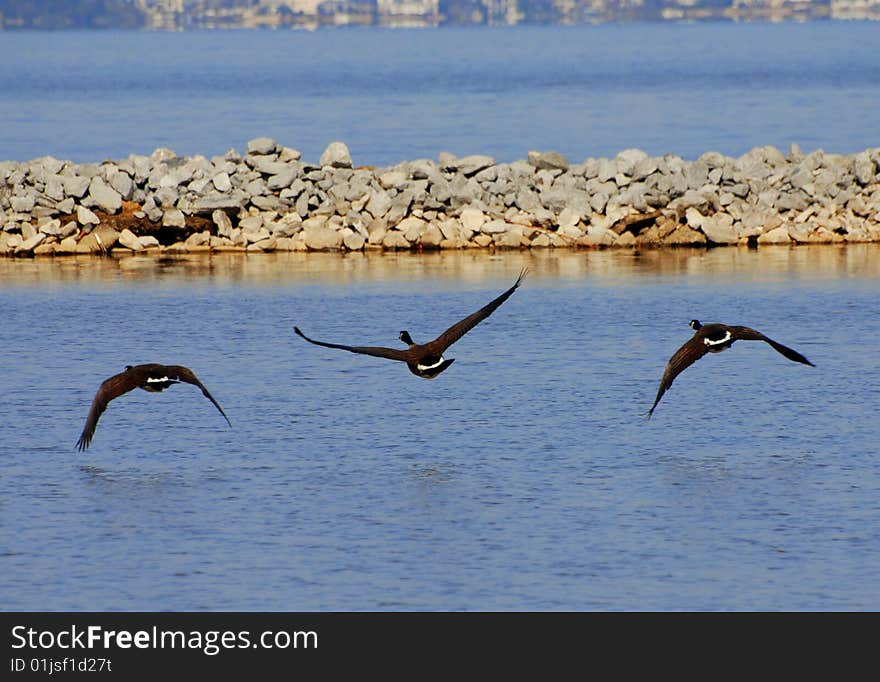 Flying Trio