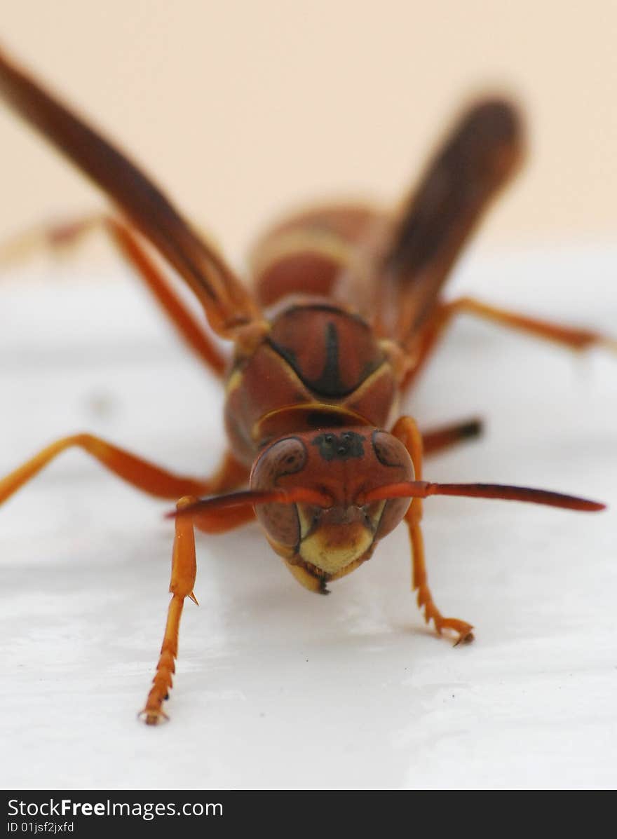 A red wasp standing its ground.