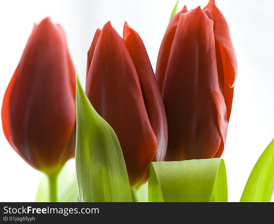 Three red tulips against a white backdrop. Three red tulips against a white backdrop.