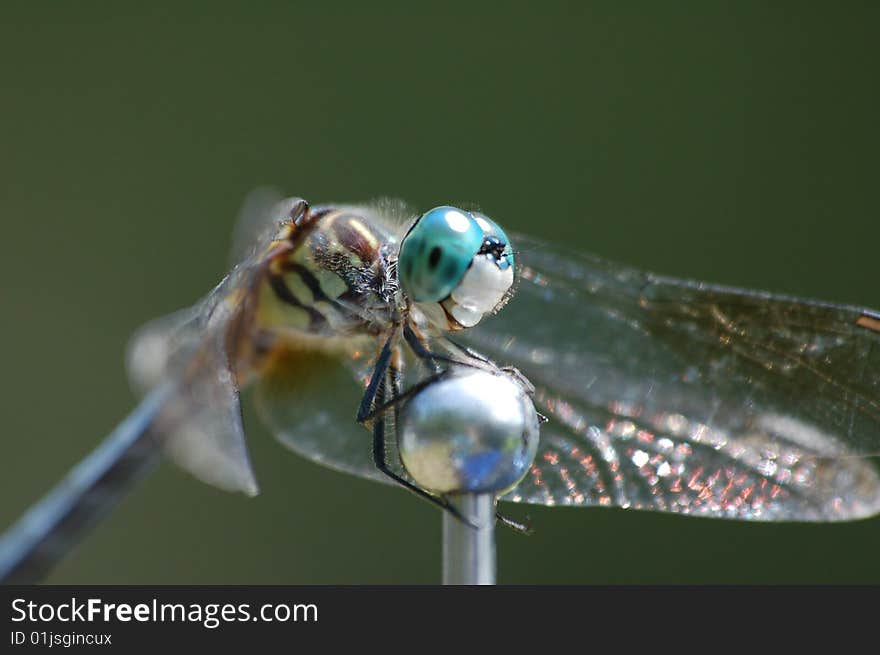 A dragonfly resting on a car antenna. A dragonfly resting on a car antenna