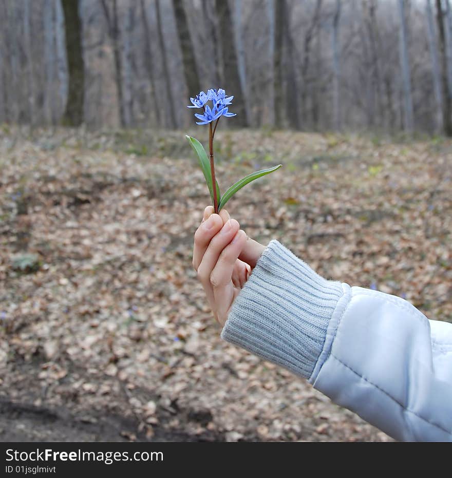 Blue spring flowers in hand outdoor