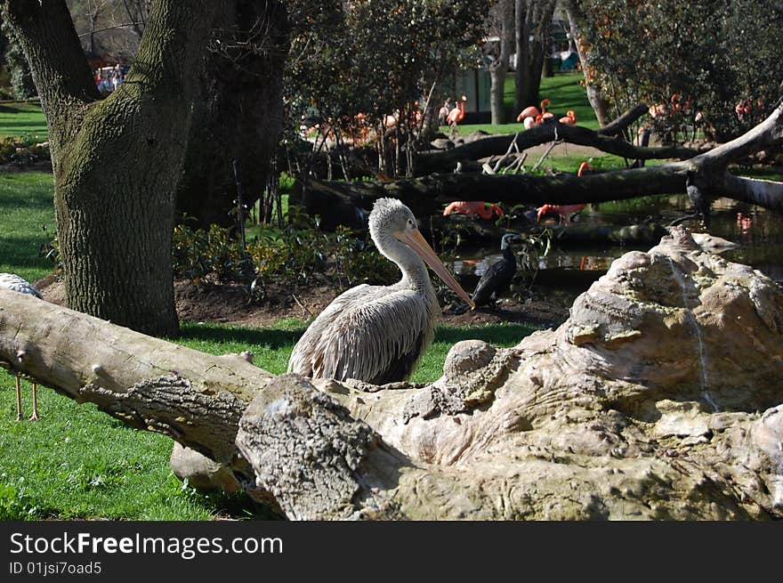 Photo at a flamingo park in zoo