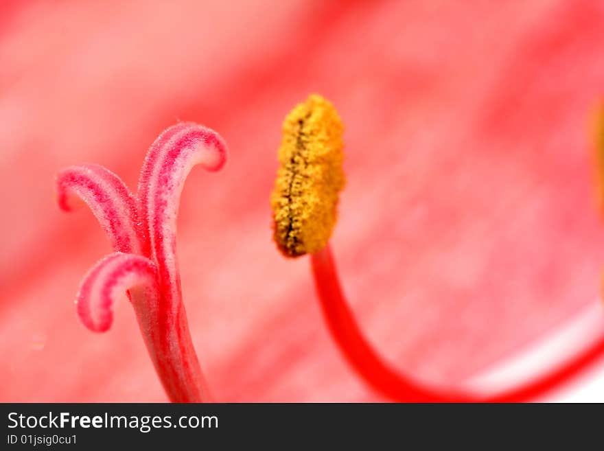 Red lily, on petal background