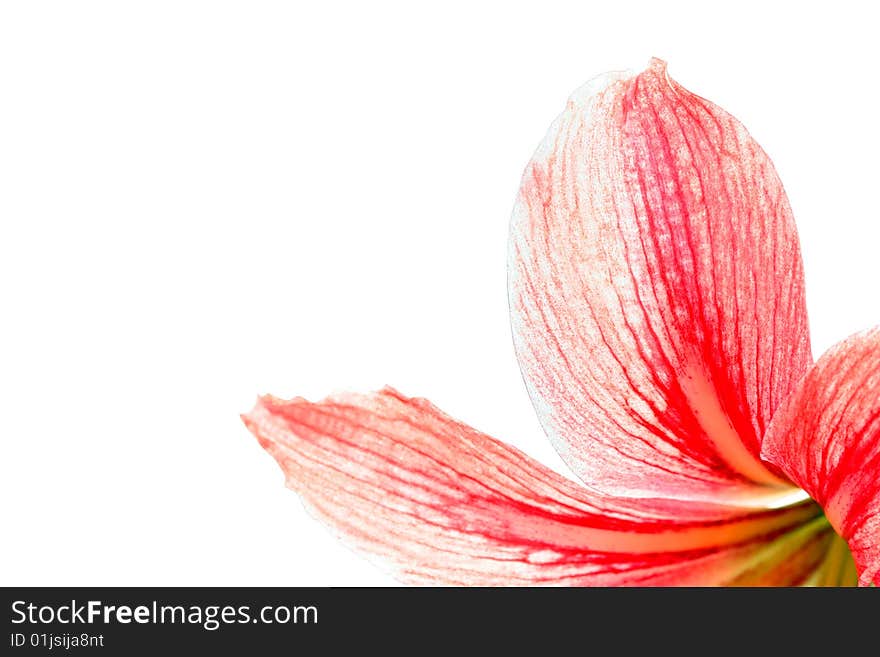 Red lily, isolated on white