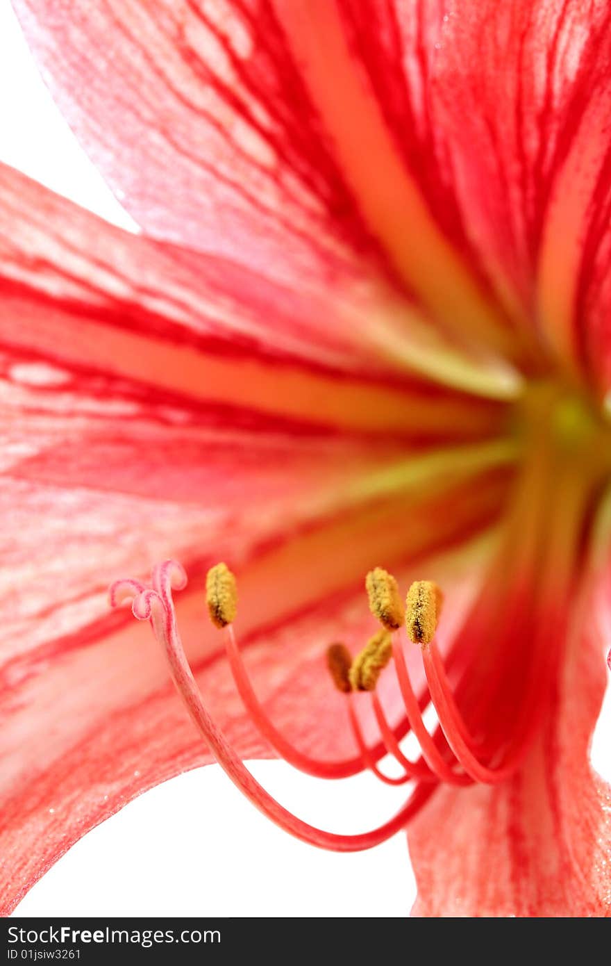 Red lily, isolated on white