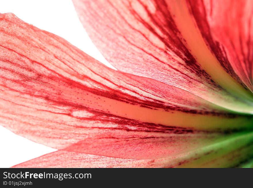 Red lily, isolated on white