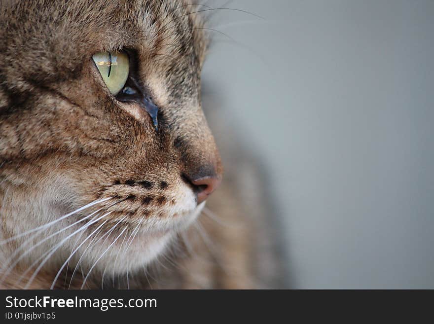 Cat focused on something in nature. Cat focused on something in nature