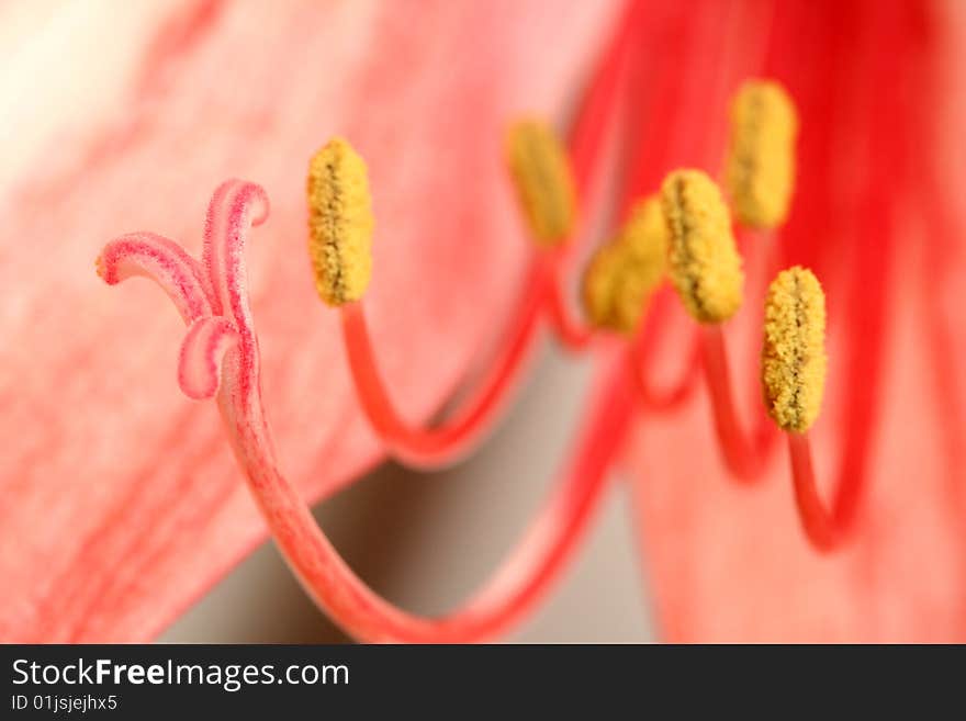 Red lily, pestil and stamens