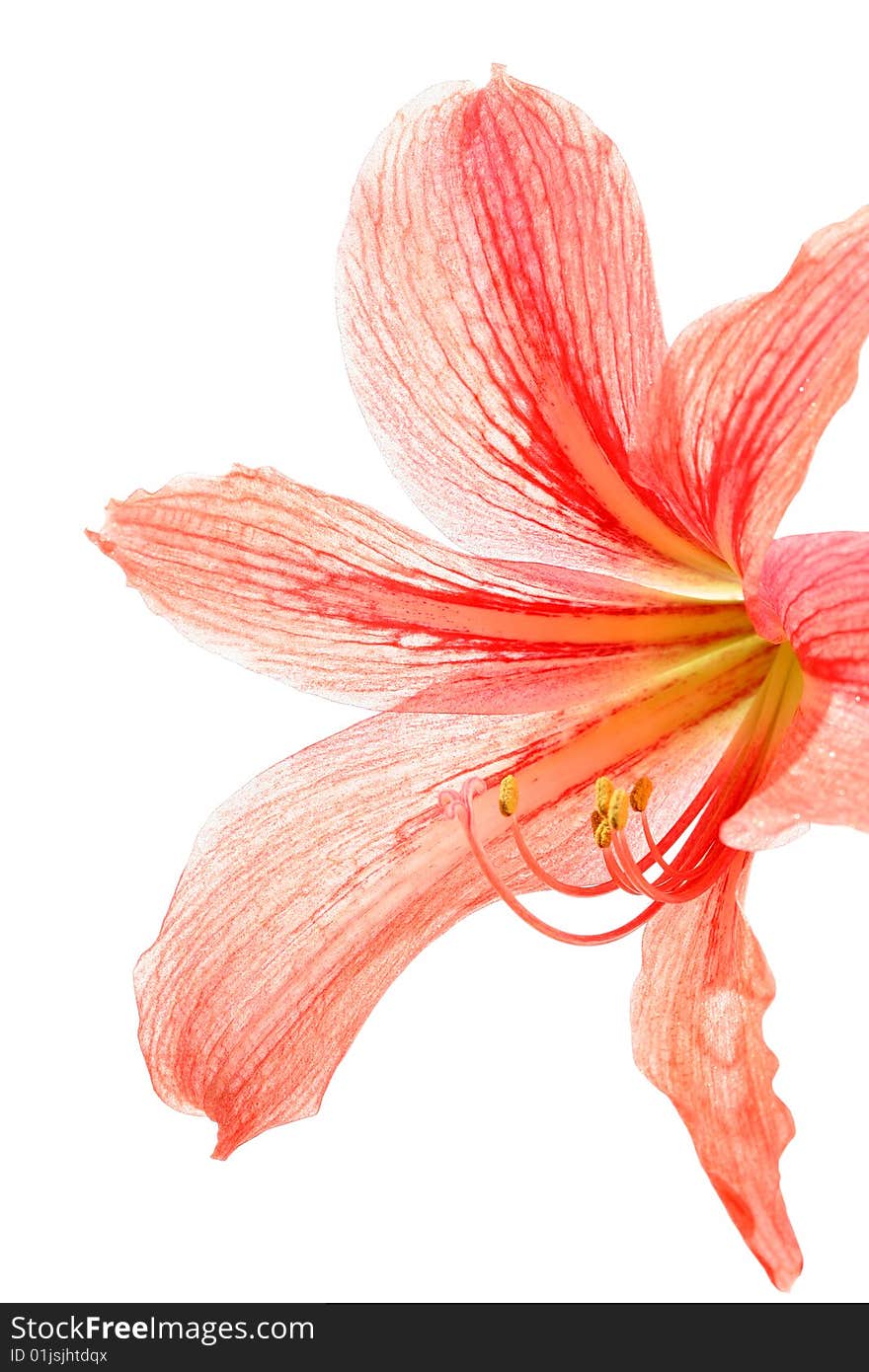 Red lily, isolated on white