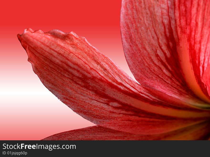 Red lily, on gradient background