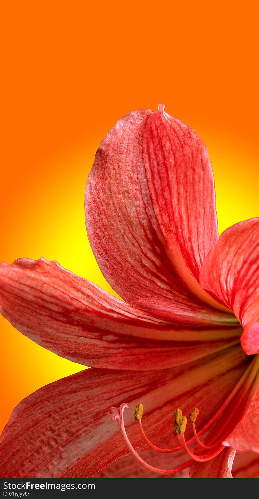 Red lily, on gradient background