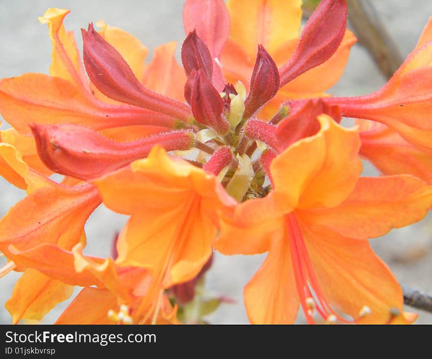 A Cluster of Orange and Red Flowers