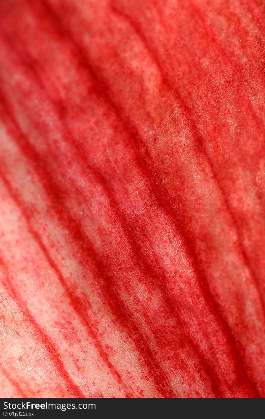 Red lily, petal backrgound 3