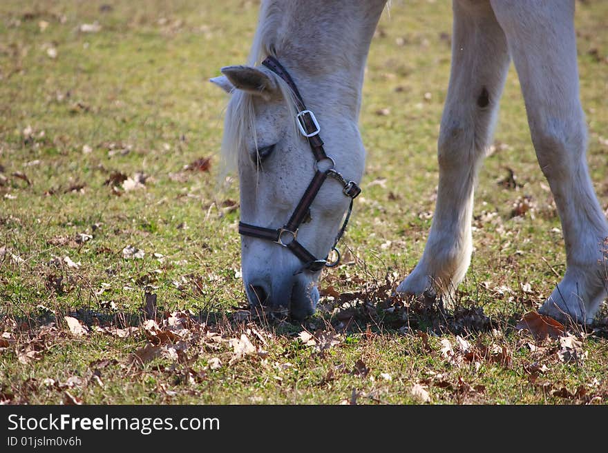 Cavallo Bianco