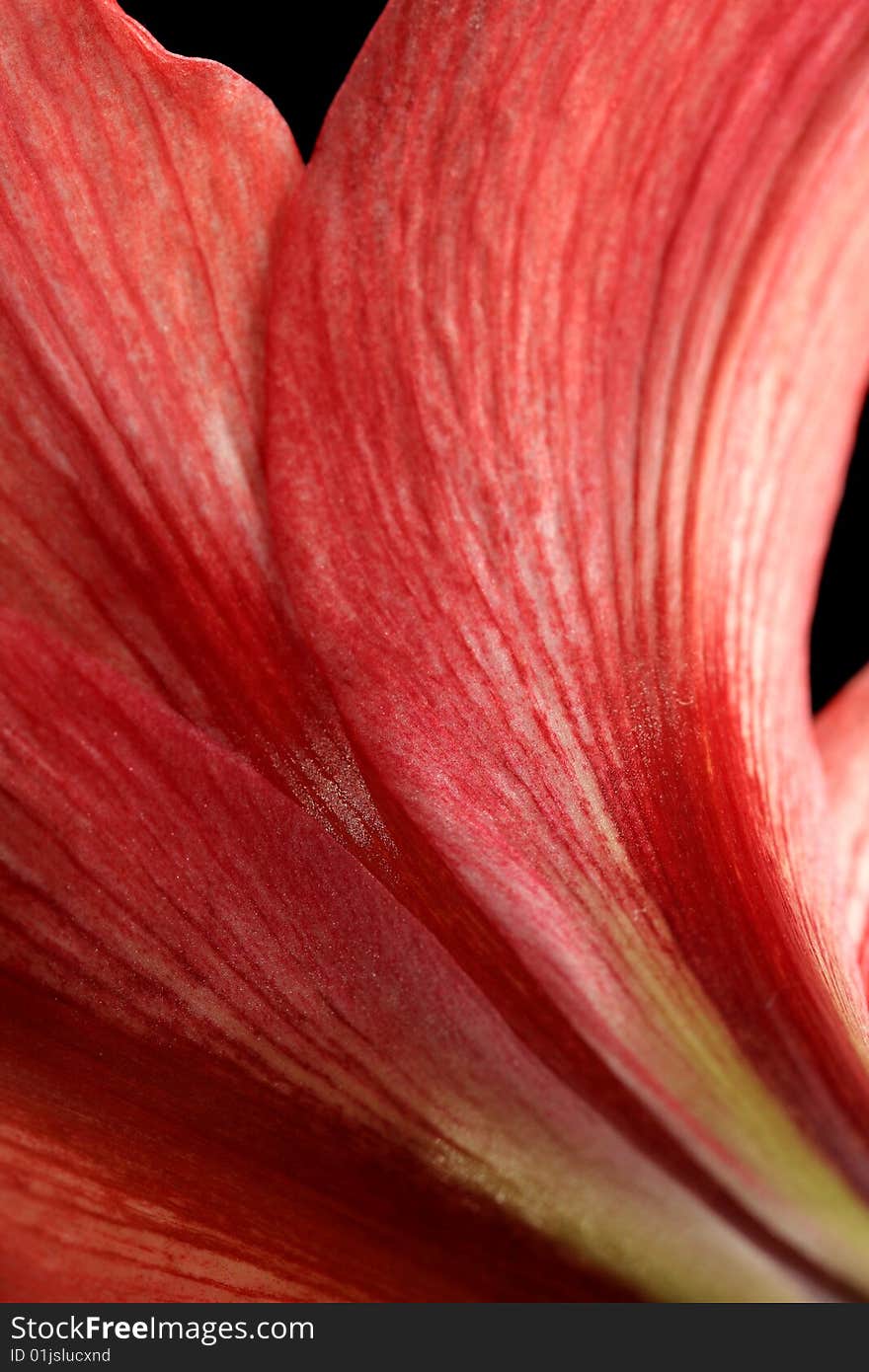 Red lily, isolated on black