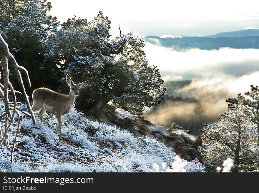 Deer At Bryce Canyon