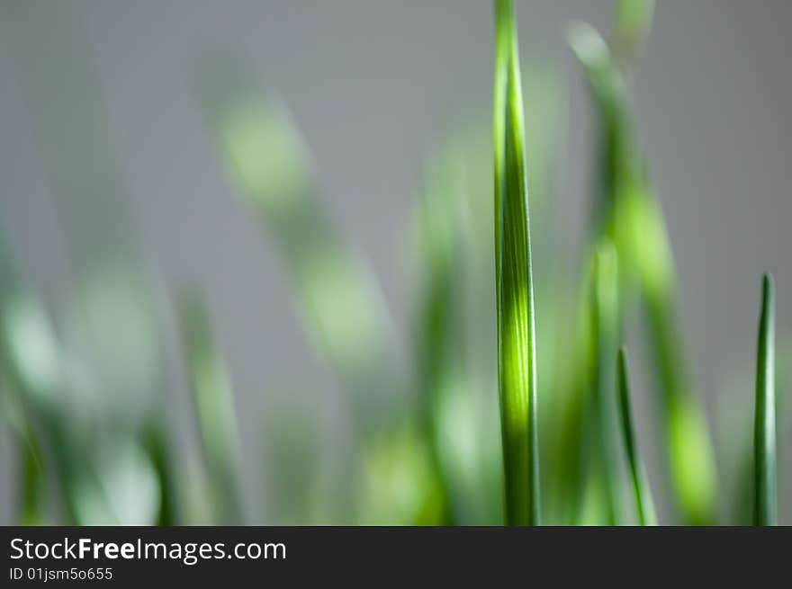 Blade of grass lit by sunshine and standing out from the others.