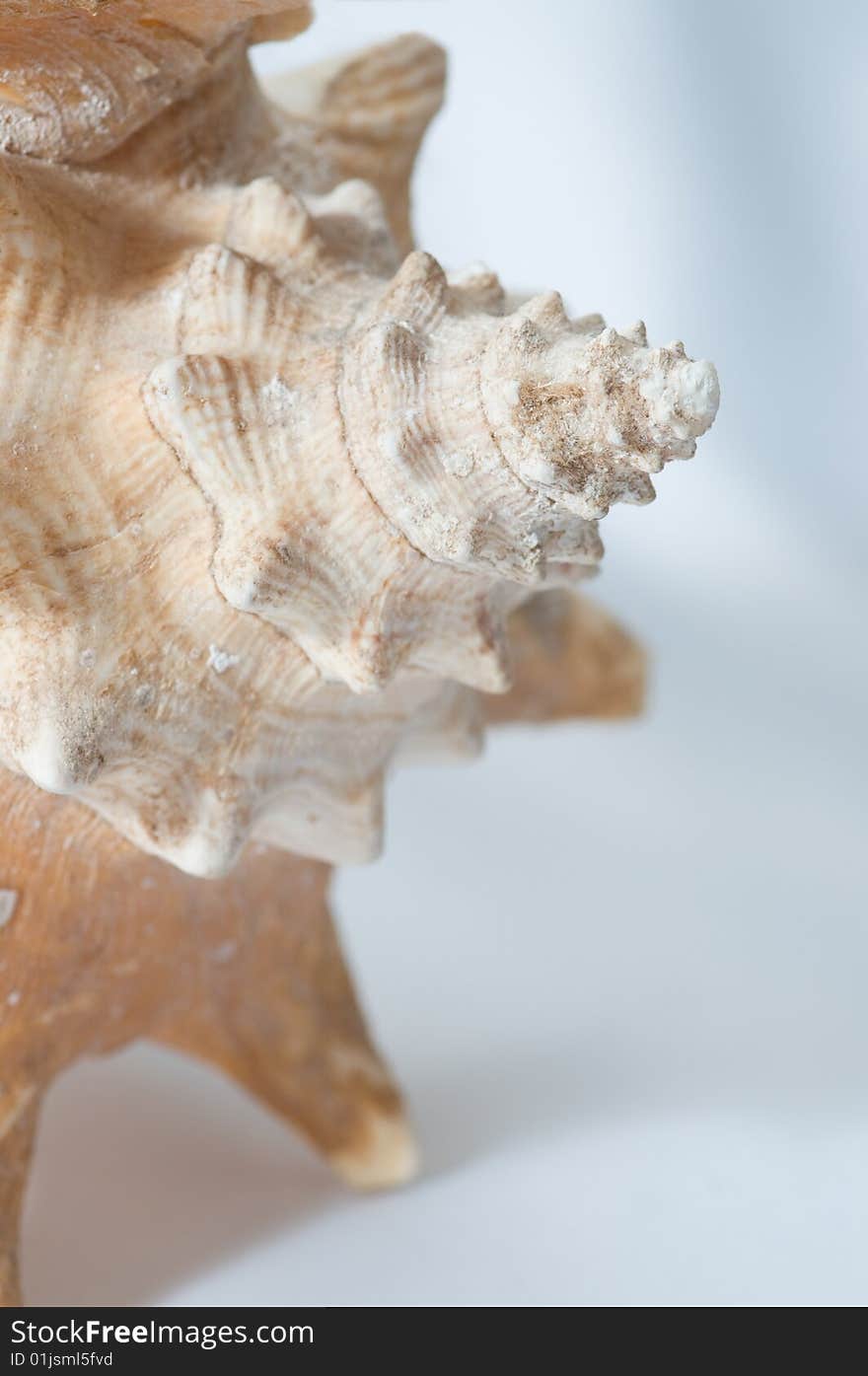 Conch seashell