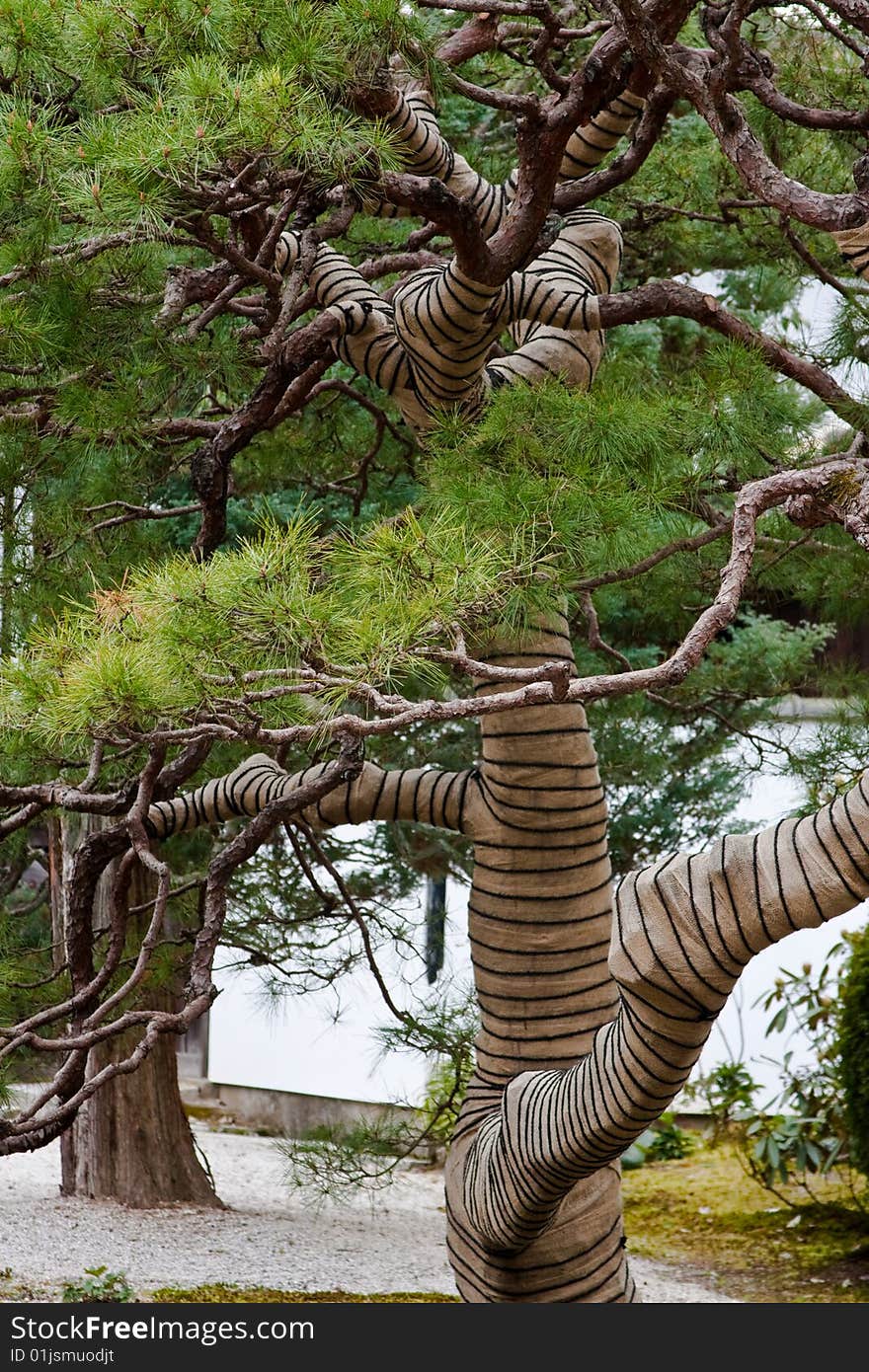 Japanese pine tree