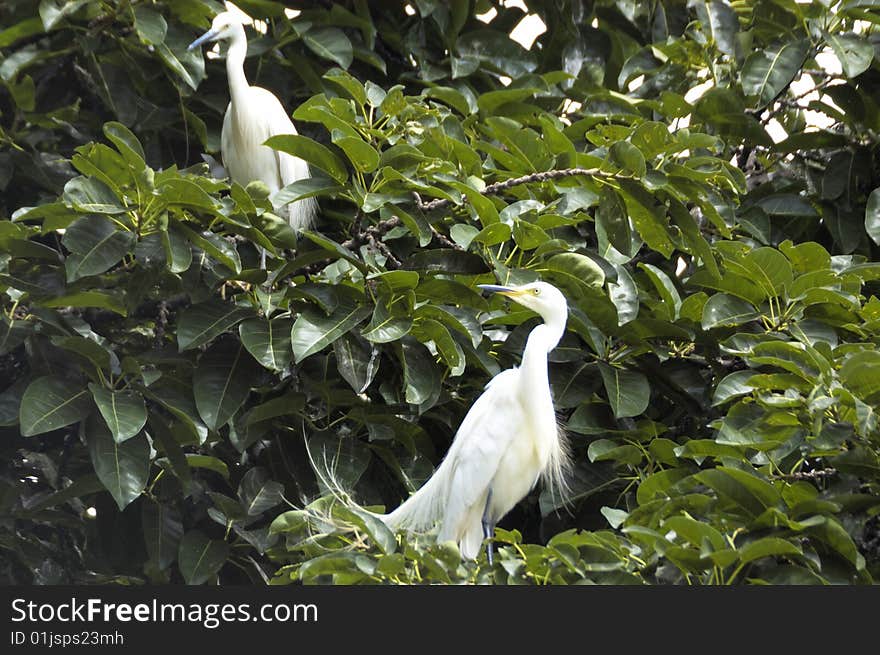 Habitats of egrets in the trees