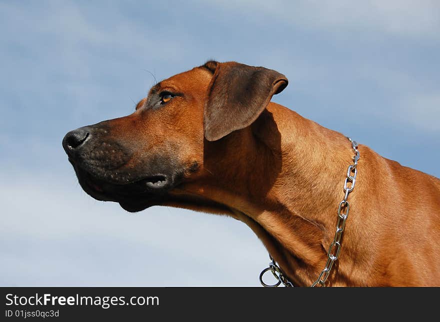 Portrait of a purebred Rhodesian Ridgeback in a blue sky