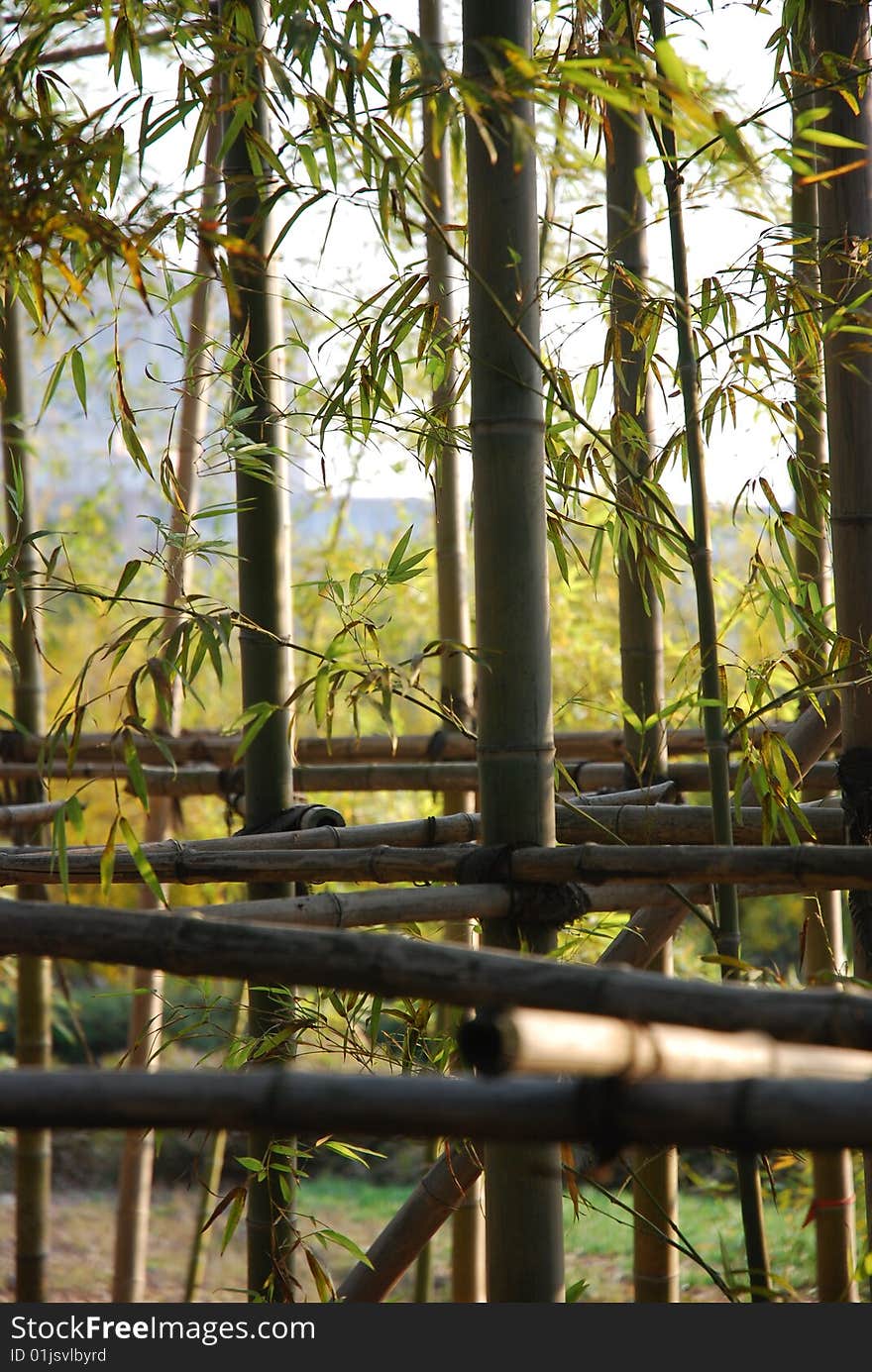 Chinese  bamboo hangzhou  Panda shichuan