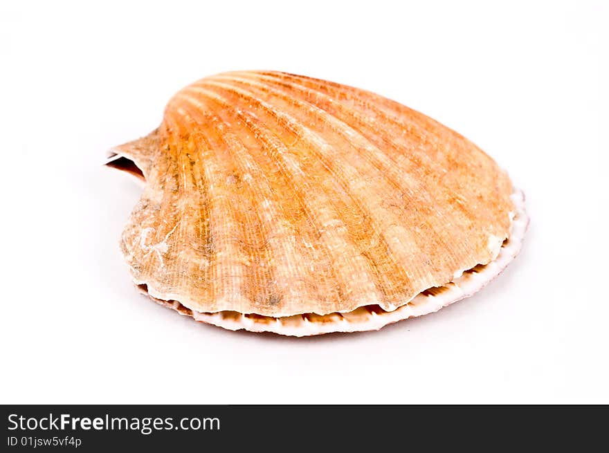 Shell isolated on white background