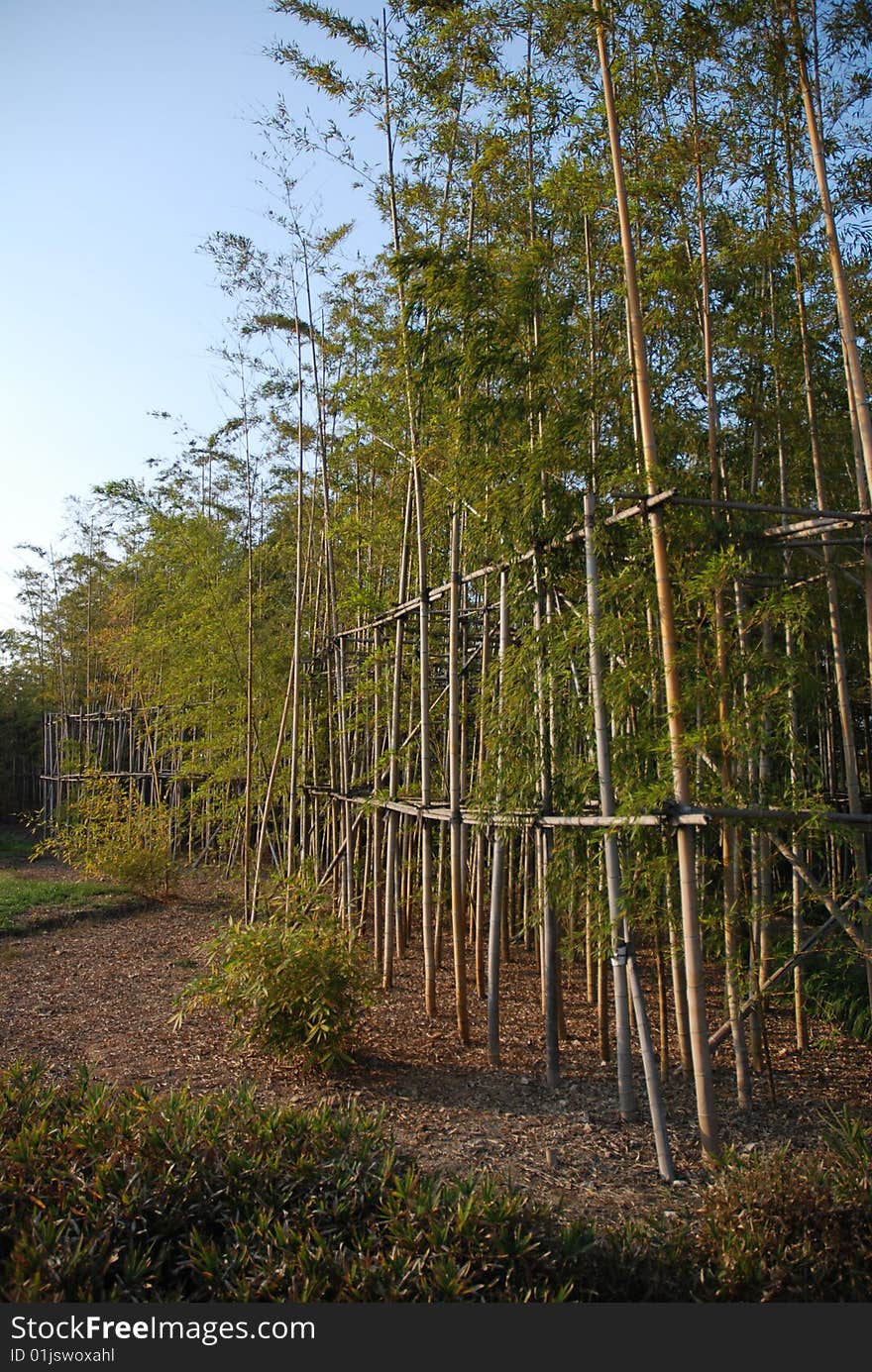 China southern bamboo,Giant pandas