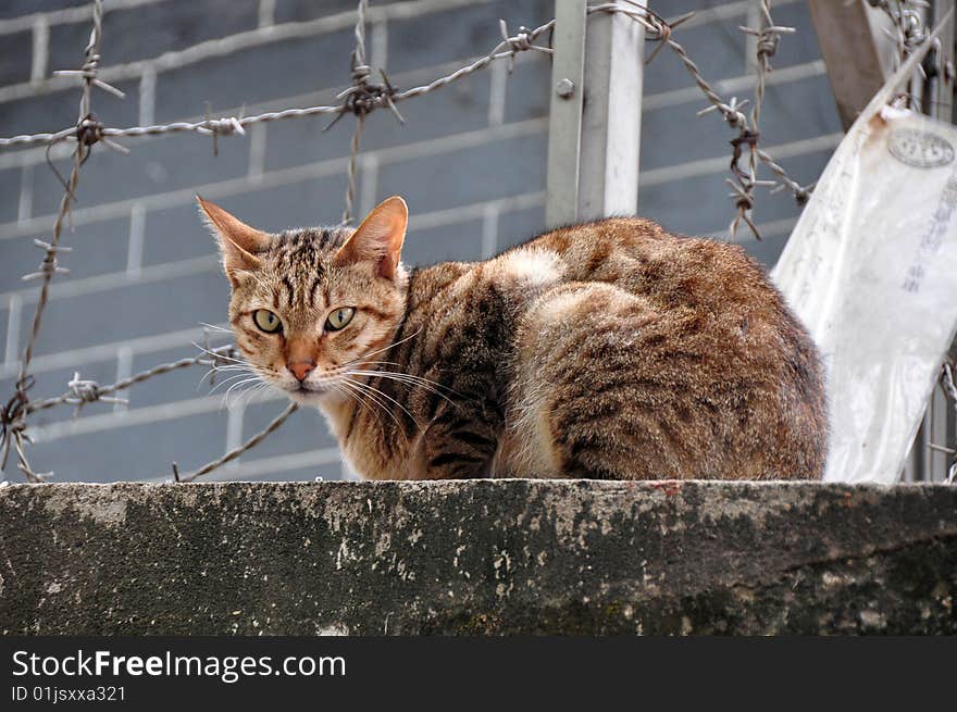 Cat On The Wall