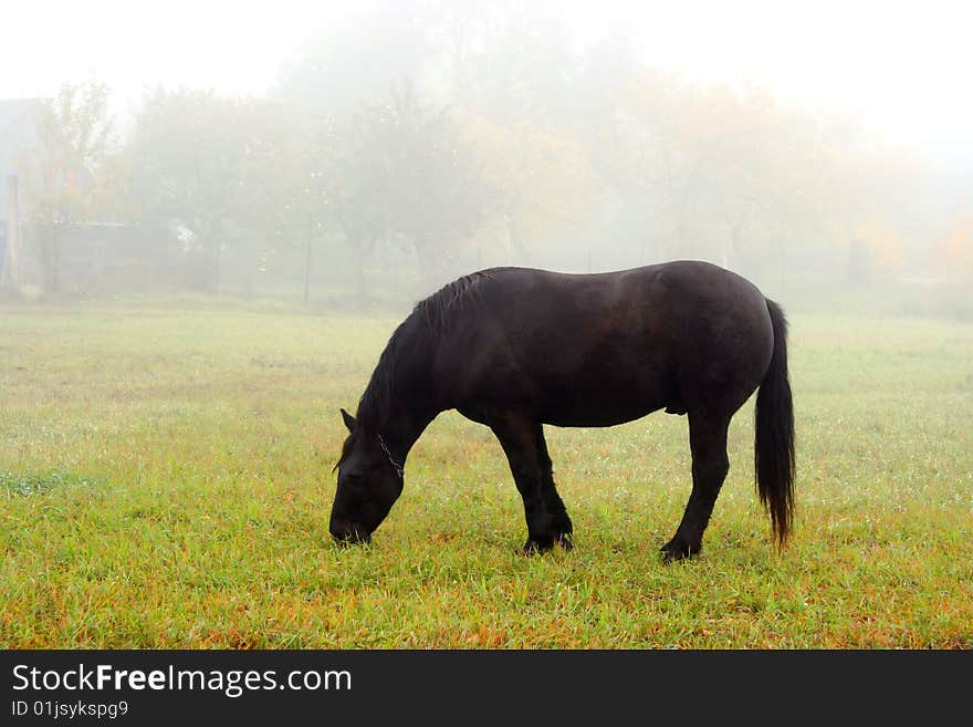 Black horse on green field at fog.