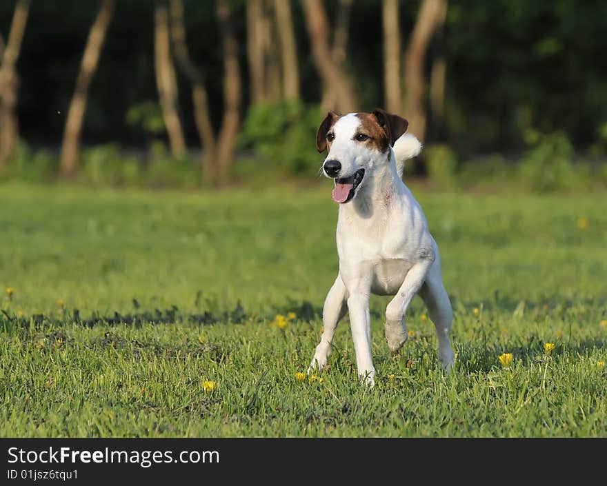 Foxterier sits on a background a green grass. Foxterier sits on a background a green grass