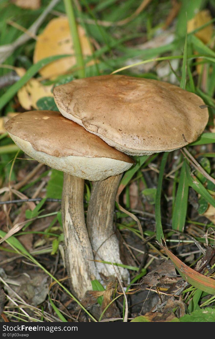 Orange-cap Boletus