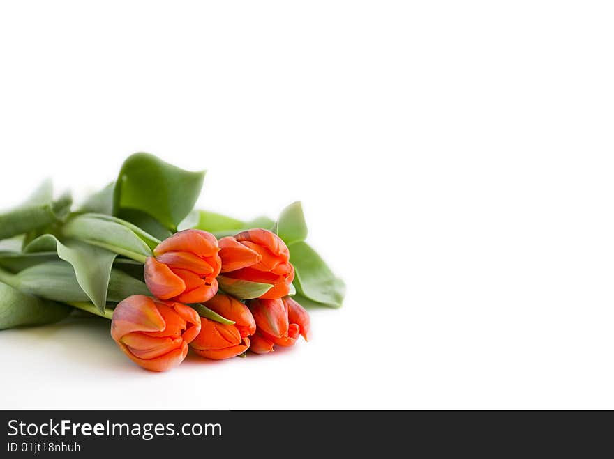 Bunch of orange tulips on white background. Bunch of orange tulips on white background