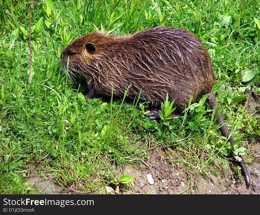 Nutria in the grass