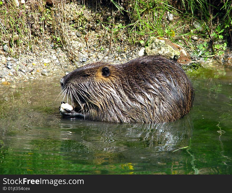 Nutria in water