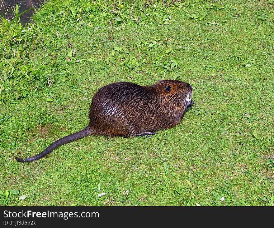 Nutria on the grass