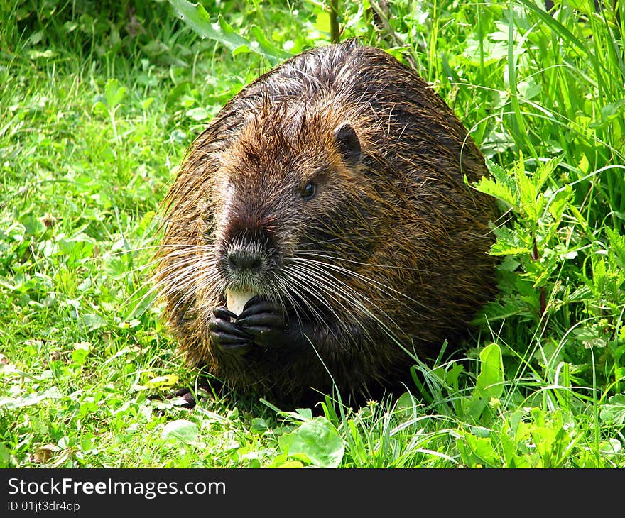 Nutria eating