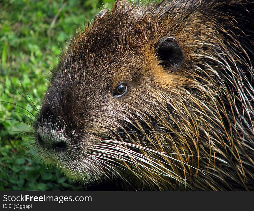 Nutria detail