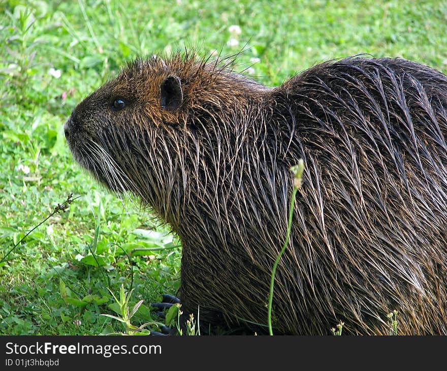 Nutria male