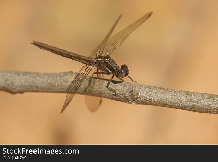 Dragon Fly resting on a small branch. Dragon Fly resting on a small branch.