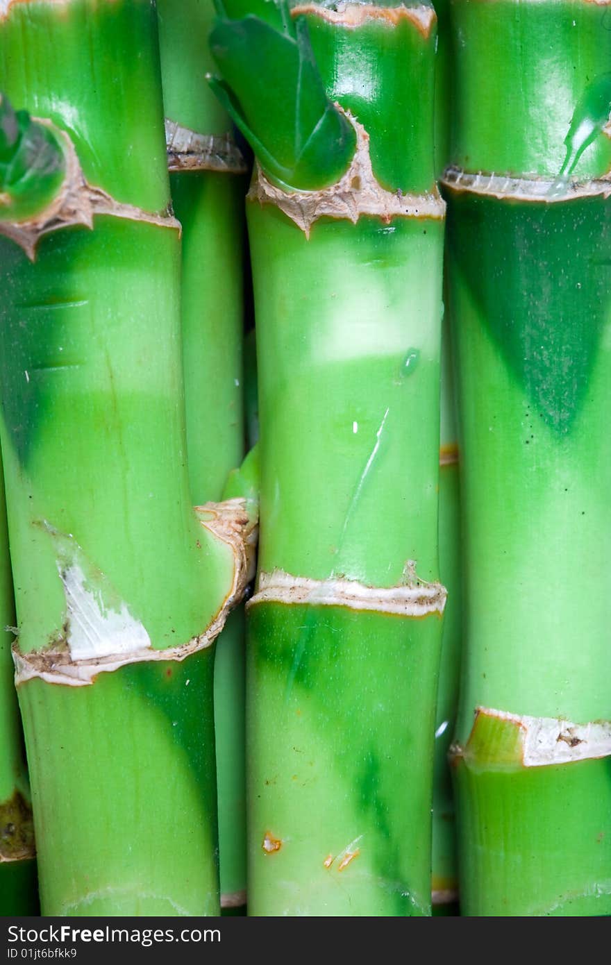 Nature theme: an image of green stems of bamboo. Nature theme: an image of green stems of bamboo