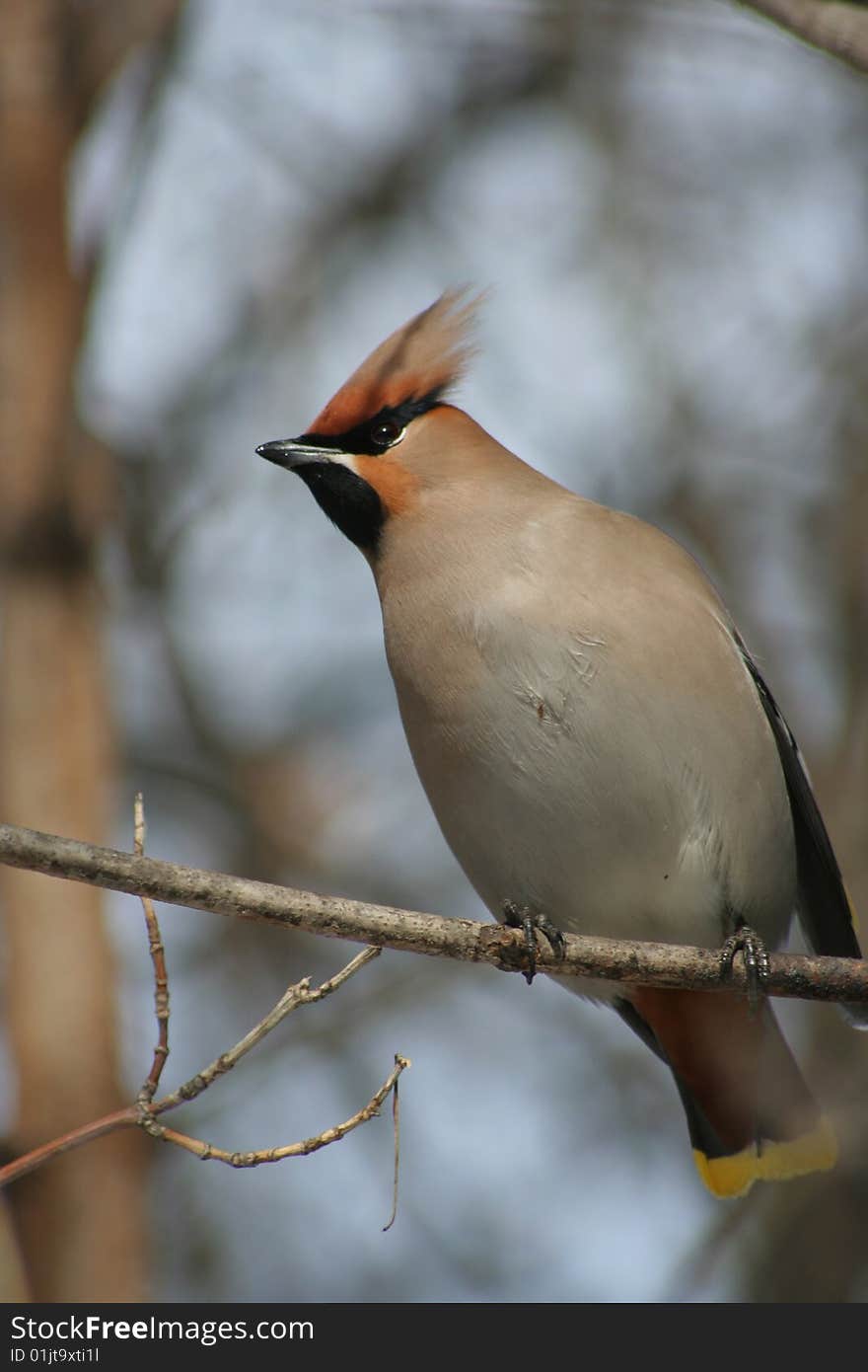 Pestvogel sits on the branch of tree on a background sky. Pestvogel sits on the branch of tree on a background sky