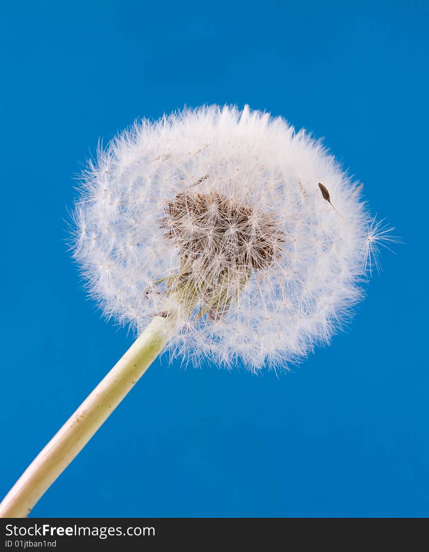 Single white dandelion on blue background