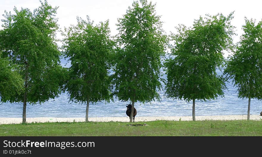 Lonely cow standing under green tree with lake on back ground. Lonely cow standing under green tree with lake on back ground