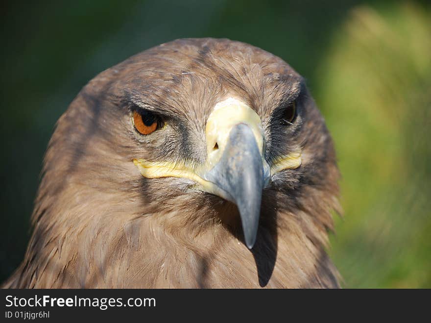 A hawk, named northern goshawk, kept staring outside the cage, maybe it hoped that it still could wing in the blue sky one day. A hawk, named northern goshawk, kept staring outside the cage, maybe it hoped that it still could wing in the blue sky one day.