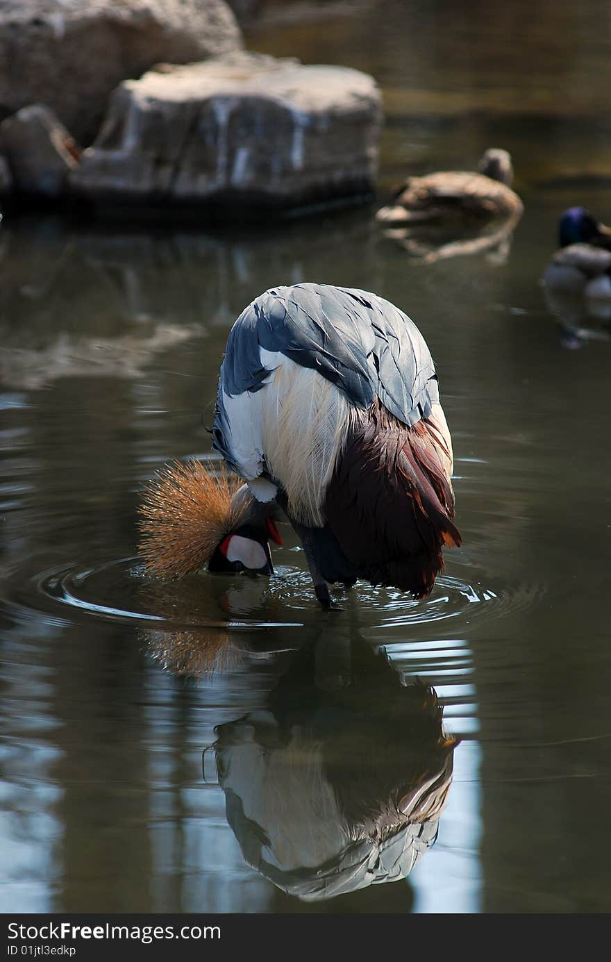 African crowned crane in water