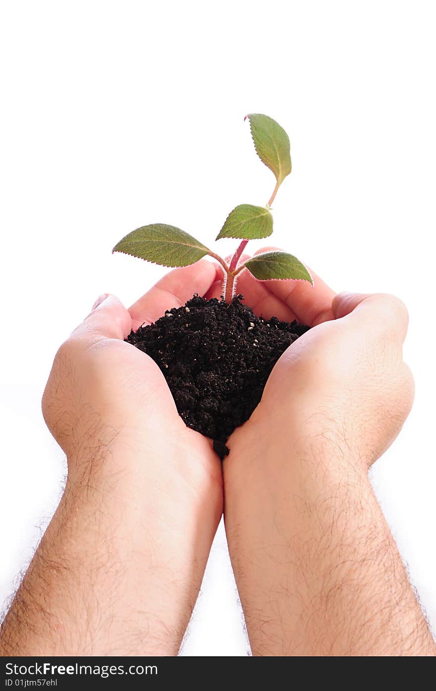 Hands holding a small plant. Hands holding a small plant